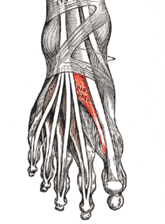 Extensor hallucis brevis muscle Muscle on the top of the foot that helps to extend the big toe