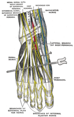 Thumbnail for Intermediate dorsal cutaneous nerve