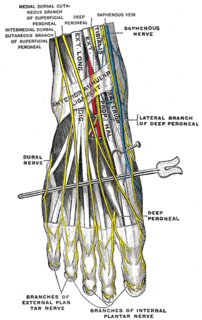 Dorsal digital nerves of foot Various nerve branches that supply the toes