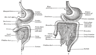 Two of the stages in the development of the digestive tube and its mesentery Gray987.png