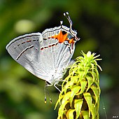 Automimicry: many blue butterflies (Lycaenidae) such as this gray hairstreak (Strymon melinus) have a false head at the rear, held upwards at rest. Gray Hairstreak (One more time...) (6222138633).jpg