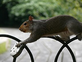 Gray Squirrel in London St. James Park