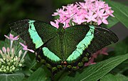 Brilliant green of emerald swallowtail, Papilio palinurus, is created by arrays of microscopic bowls that reflect yellow directly and blue from the sides.