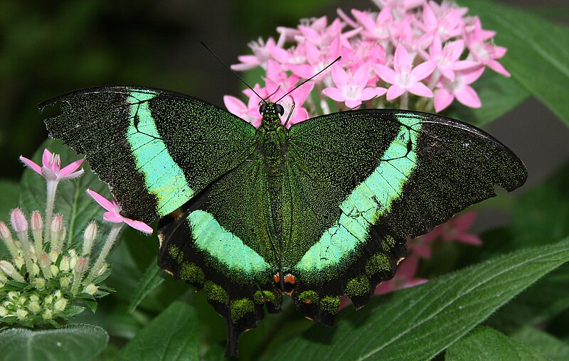 File:Green Swallotail (Papilio palinurus) - Relic38.jpg