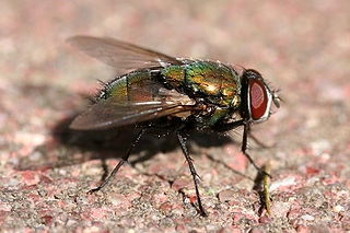 Luciliinae Subfamily of flies