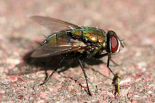 <i>Lucilia</i> (fly)