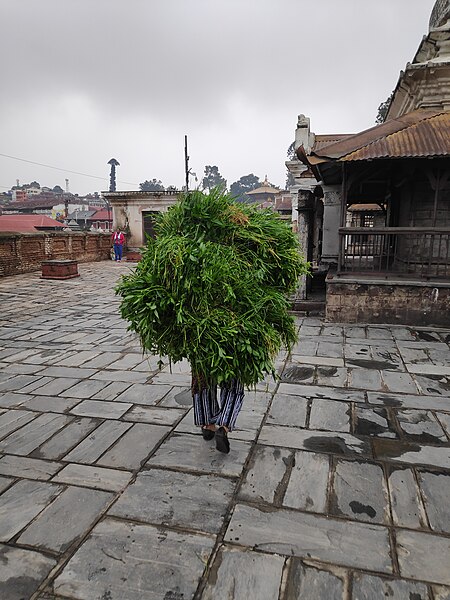 File:Green fodder.jpg