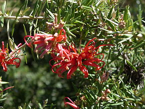 Kuvaus Grevillea juniperina.JPG -kuvasta.