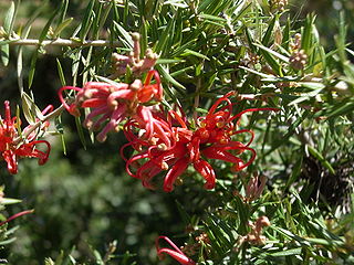 <i>Grevillea juniperina</i> A plant of the family Proteaceae native to eastern New South Wales and south-eastern Queensland in Australia