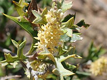 Grevillea ramosissima 44236083614 10fb2bc15a o.jpg