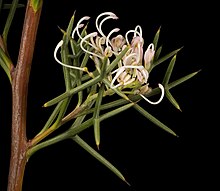 Grevillea teretifolia - Flickr - Кевин Тиле.jpg