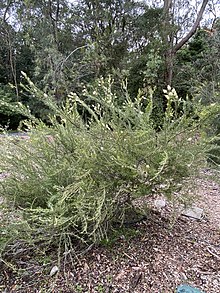 Habit Grevillea trachytheca 03.jpg