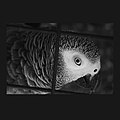 Grey African parrot.jpg