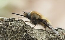 Bombylius major was so named in 1758. Grosser Wollschweber Bombylius major detail.jpg