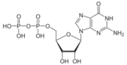 Thumbnail for Guanine nucleotide exchange factor