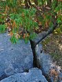 * Nomination: Limestone pavement of the Gull River Formation, Marmora and Lake, Ontario, Canada. --СССР 15:29, 29 October 2016 (UTC) * * Review needed