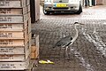 Lieu : Volendam (Hollande) Héron cendré (Grey Heron)