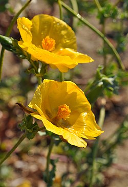 Γλαύκιο το κίτρινο (Glaucium flavum), Ποταμός, Επανομή, Θεσσαλονίκη