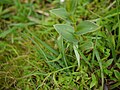 Habenaria heyneana