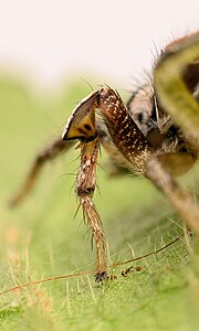 Habronattus viridipes leg 3.jpg