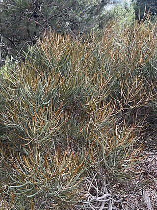 <i>Hakea aenigma</i> Species of shrub in the family Proteaceae native to South Australia