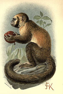 Handbook to the Primates Plate 19.jpg