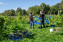 Harvest in Chateaux Luna vineyard