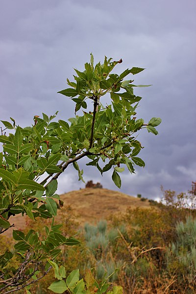 File:Havuts Tar (Amenaprkich church) 08092019 (5).jpg