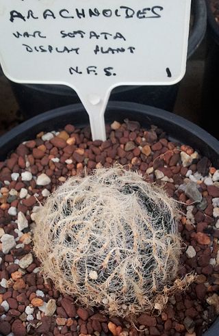 <i>Haworthia arachnoidea</i> Species of succulent