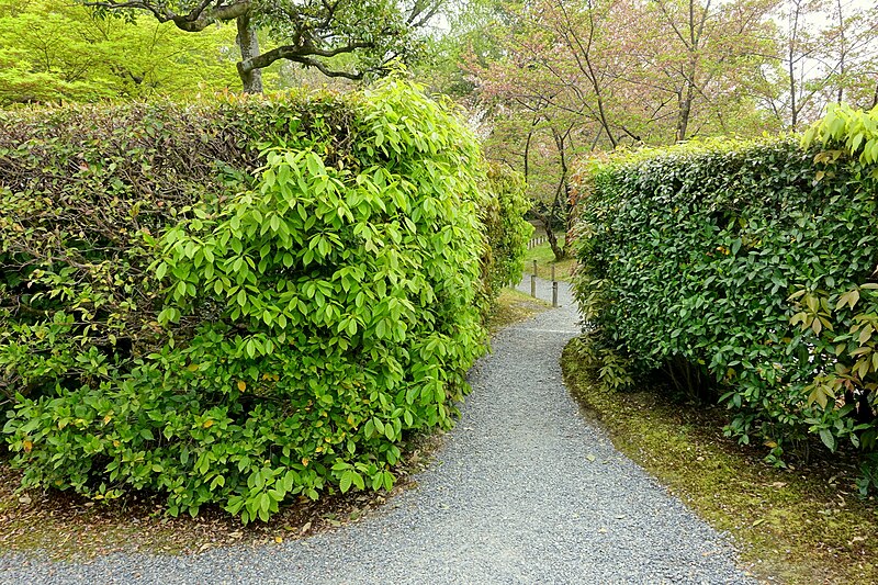 File:Hedges - Shōsei-en - Kyoto, Japan - DSC06888.jpg