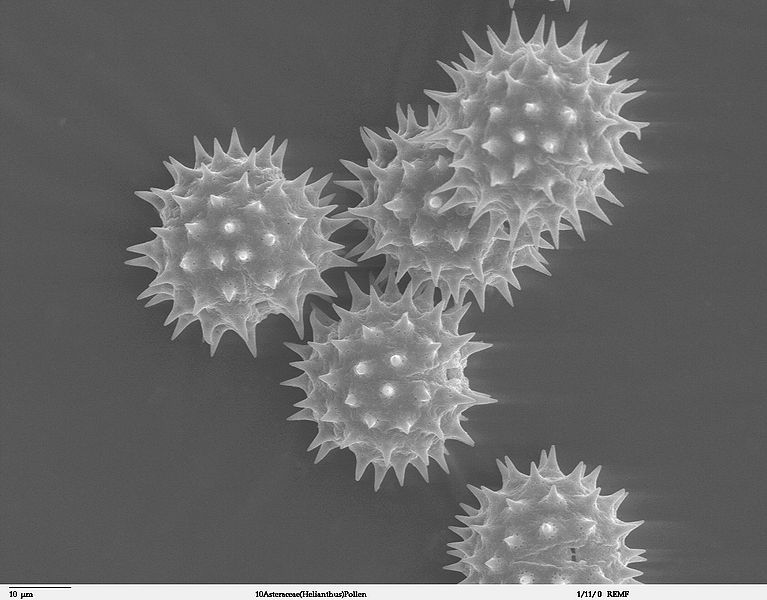 File:Helianthus annuus pollen 1.jpg