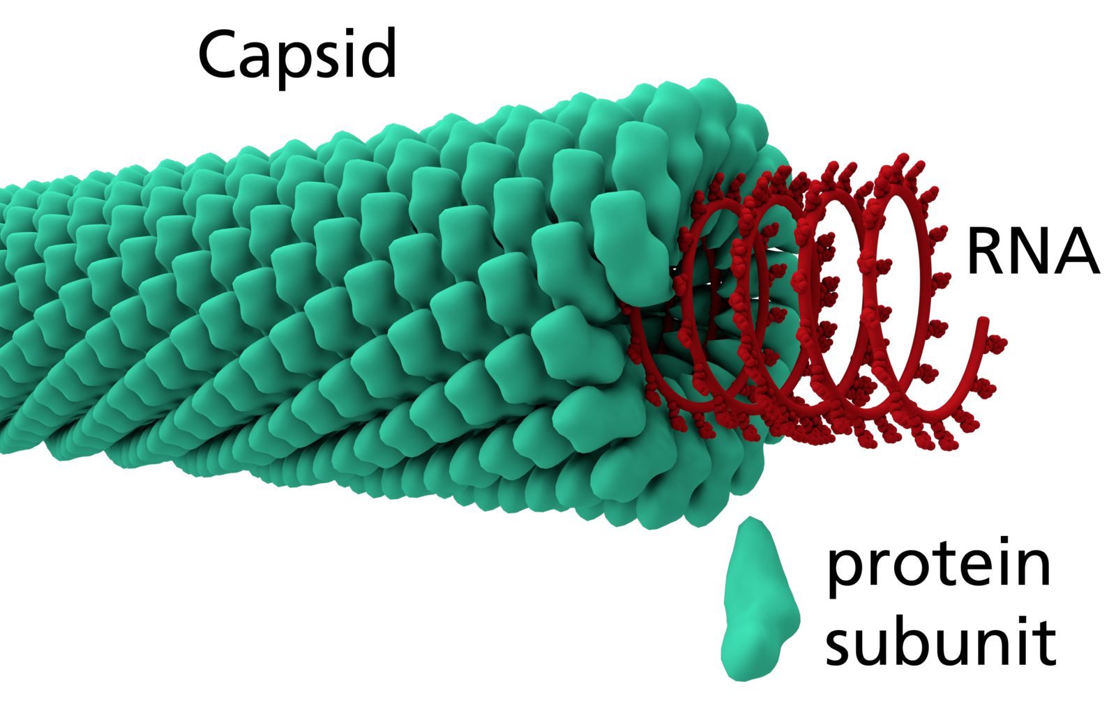 Virus капсидный белок. Капсомеры капсида. Икосаэдрический капсид. Вирус табачной мозаики капсид. Спиральный капсид вируса.