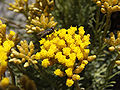Helichrysum italicum spp serotinum nas Cíes.