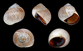 Helix_melanostoma_01.JPG görüntüsünün açıklaması.