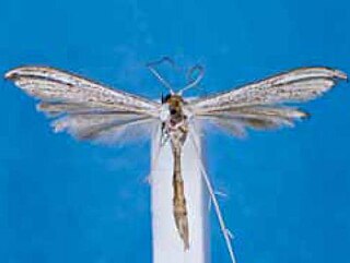 <i>Hellinsia oxyntes</i> Species of plume moth