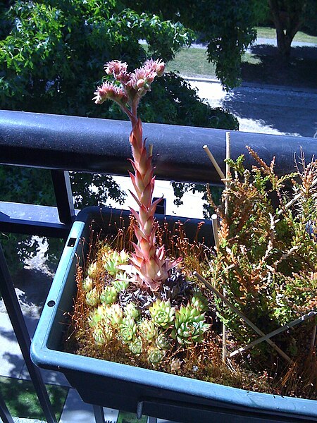 File:Hens and Chicks Mature Stalk.jpg