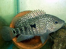 The cichlid fish Herichthys teporatus is only found in the Soto La Marina River basin Herichthys teporatus.jpg