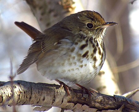 Tập_tin:Hermit_Thrush_in_winter.jpg