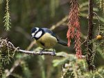 Herrerillo común (Parus caeruleus teneriffae) 3.jpg