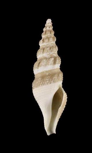 <i>Hindsiclava rosenstielanus</i> Species of gastropod