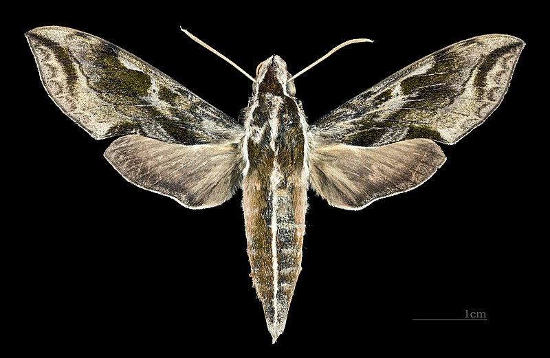 File:Hippotion brunnea MHNT CUT 2010 0 73 Sulawesi Palu male dorsal.jpg