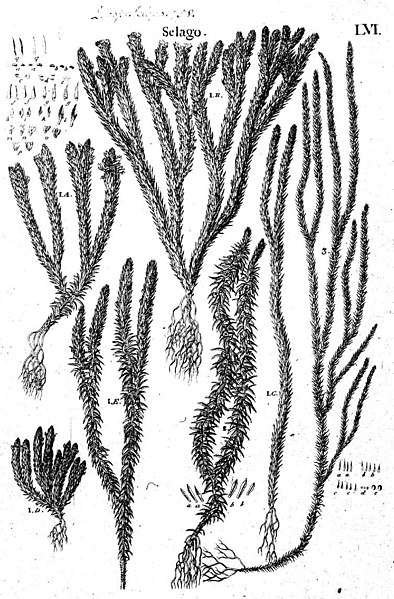 File:Historia muscorum plate 56 Selago.jpg