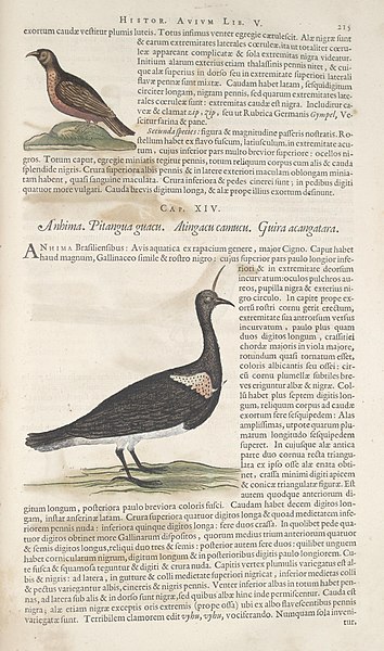 File:Historia naturalis Brasiliae (Page 215) BHL289308.jpg