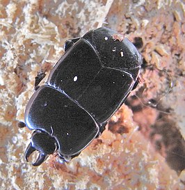 Hololepta plana