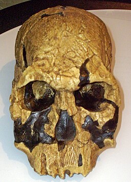  Homo rudolfensis 