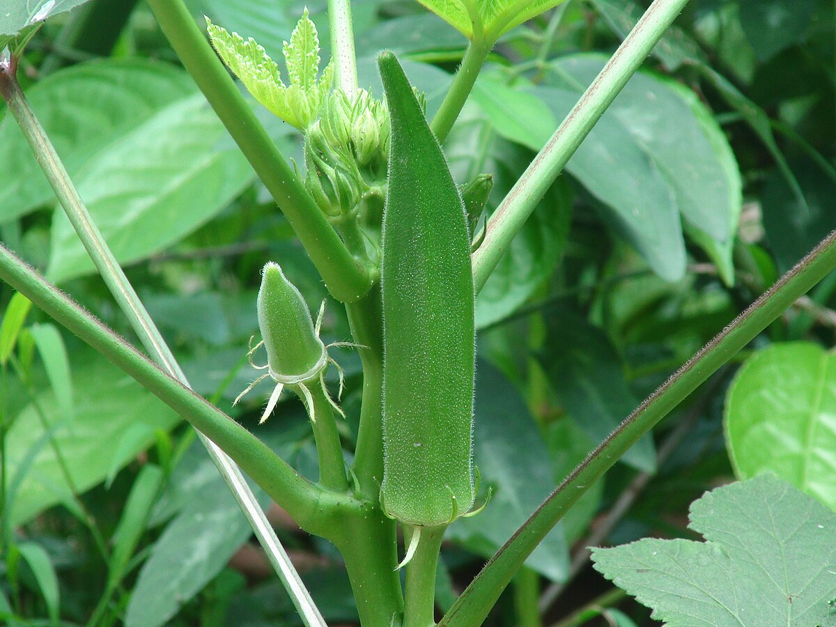 Sayur bendi