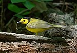 Thumbnail for File:Hooded warbler in CP (86091).jpg