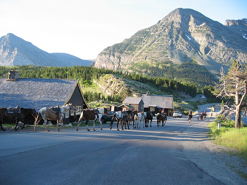 File:Horses Glacier National park.jpg