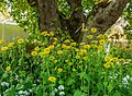 Doronicum orientale met Allium ursinum.