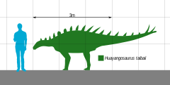 השוואה בין גודל הואיאנגוזאורוס לאדם